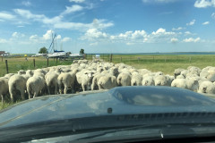 Alberta01